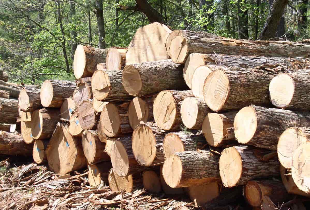 nội thất gỗ tự nhiên